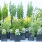Mixed Miniature Conifers for Pots, Borders & Rock Gardens, photograph 3